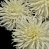 Георгина (дахлия), в ассортименте, 390р