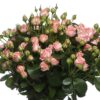 Роза кустовая Бомбастик, 50см, 490р