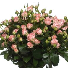 Роза кустовая Бомбастик, 50см, 490р