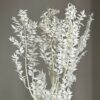 Рускус стабилизированный, (ветка), (белый)
