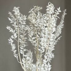 Рускус стабилизированный, (ветка), (белый)