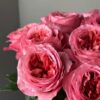 Роза одноголовая Пинк Экспрешн, 450р