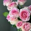 Роза одноголовая Мандала, 60см, 250р