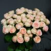 Роза кустовая Градмас Файнес, 60см, 490р