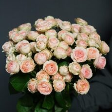 Роза кустовая Градмас Файнес, 60см, 490р