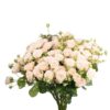 Роза кустовая Софи, 60см, 490р
