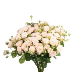 Роза кустовая Софи, 60см, 490р