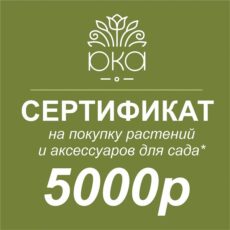 Подарочный сертификат 5000р