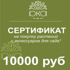 Подарочный сертификат 10000р