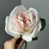 Роза одноголовая Вайт Охара, 50-60см, 390р