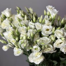 Эустома (Лизиантус), в ассортименте, 350р