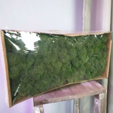 Мох стабилизированный (ягель), Цвет темно-зеленый