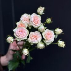 Роза кустовая Пинки Промис, 80см, 490р