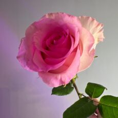 Роза одноголовая Мандала, 60см, 250р