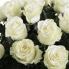 Роза одноголовая Мондиаль, 70см, 390р