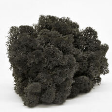 Мох стабилизированный (ягель), Цвет черный