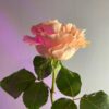 Роза одноголовая Принцесс Краун, 50см, 350р