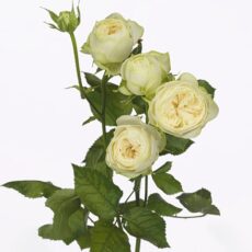 Роза кустовая Аяла, 70см, 550р