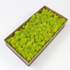 Мох стабилизированный (ягель), Цвет зеленое яблоко