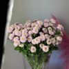 Хризантема кустовая Ньютон, 240р