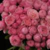 Букет №554, (роза кустовая 25шт)