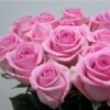 Роза одноголовая Ревиваль, 50см, 120р