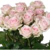 Роза одноголовая Свит Ревиваль, 120р