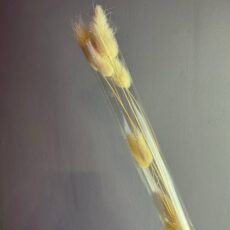 Лагурус, натуральный