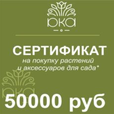 Подарочный сертификат 50000р