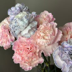 Гвоздика одноголовая, в ассортименте, 130р