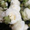 Роза кустовая Мисс Бомбастик