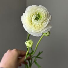 Ранункулюс, 490р