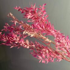 Рускус стабилизированный, (ветка), (розовый)