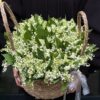 Композиция №124, (ПОД ЗАКАЗ ИЗ ГОЛЛАНДИИ!)