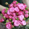Роза кустовая Бомбастик, в ассортименте, 70см, 390р